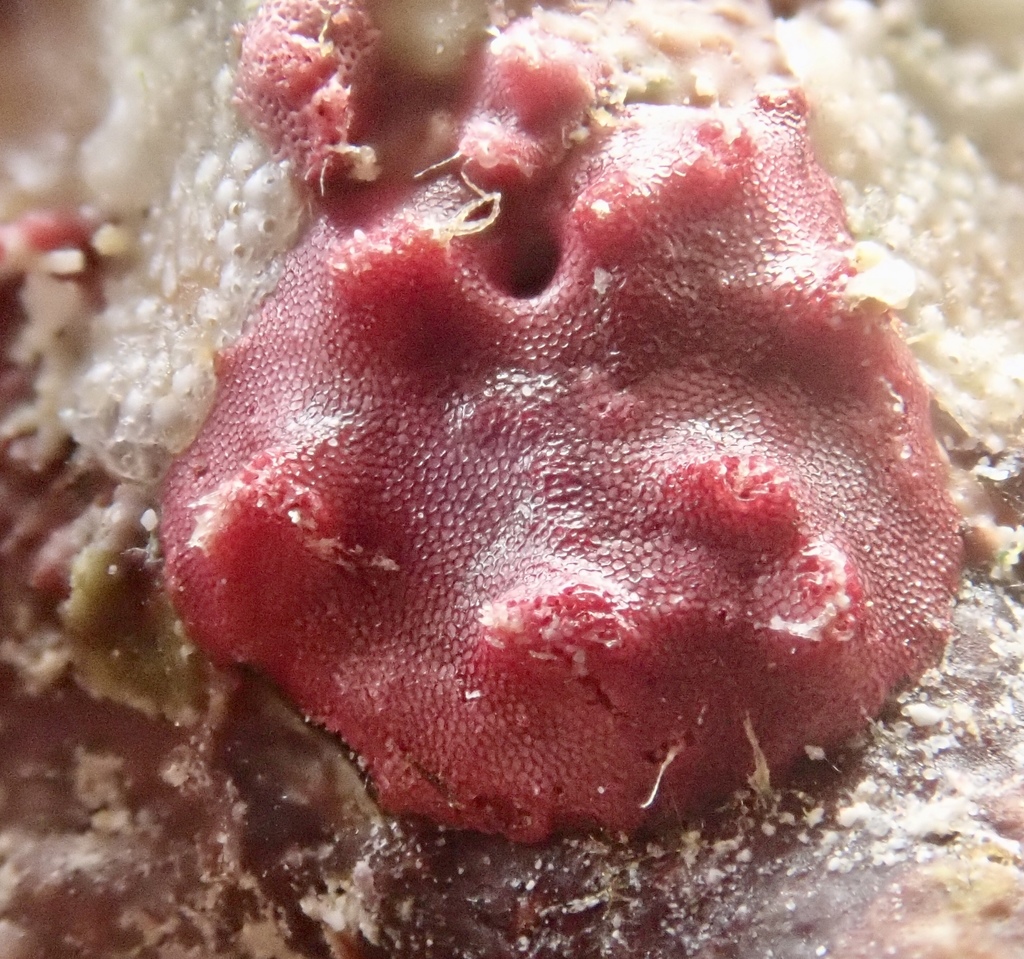 Red Foram