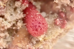 Homotrema rubrum