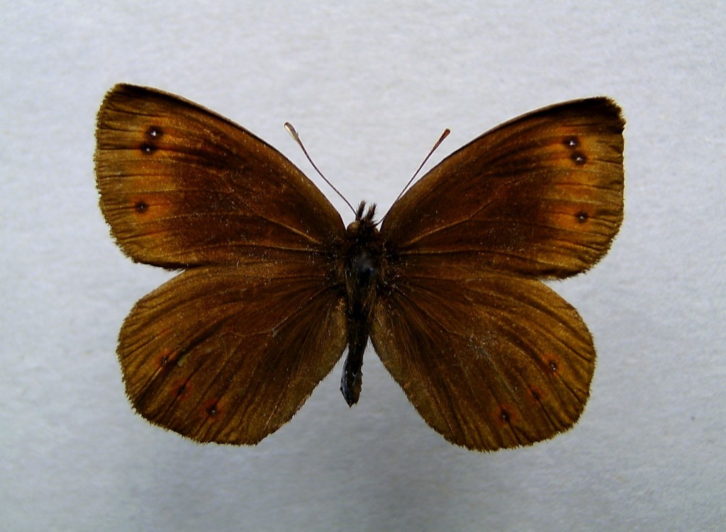 Water Ringlet