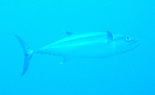 Dogtooth Tuna