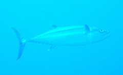 Dogtooth Tuna