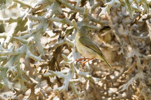 Neomixis tenella