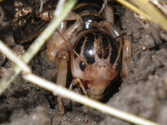 Ammopelmatus pictus