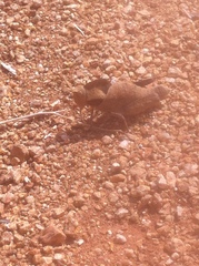 Lobosceliana