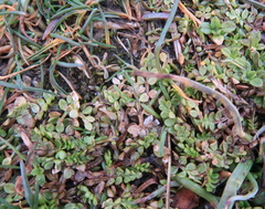 Limnanthes macounii
