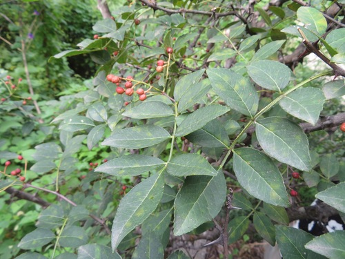 Sichuan Pepper (Zanthoxylum bungeanum)