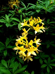 Rhododendron luteum