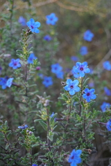 Glandora prostrata lusitanica
