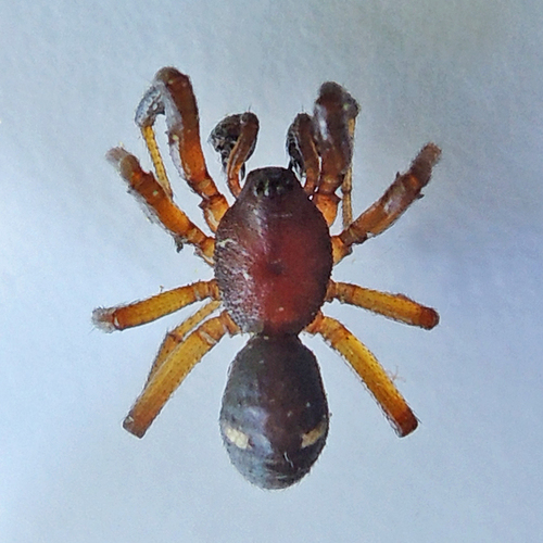 Two-spotted Cobweb Spider