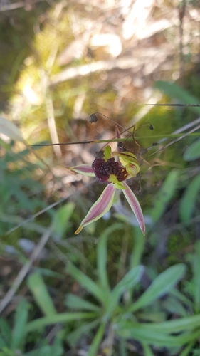 Image of Caladenia conferta by (c) Rosalie Lawrence, some rights reserved (CC BY)