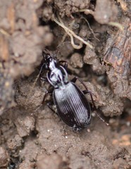 Platynus ovipennis