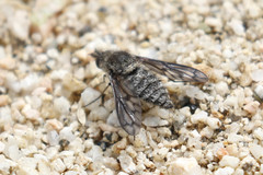 Conophorus fenestratus