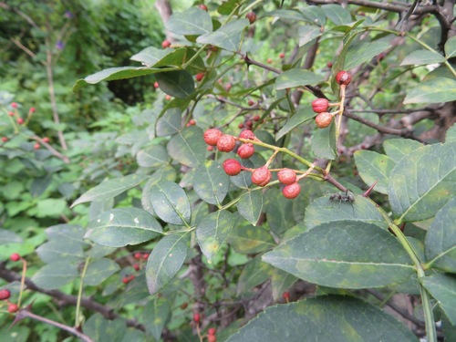 Zanthoxylum bungeanum