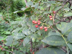Zanthoxylum bungeanum