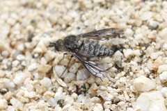 Conophorus fenestratus