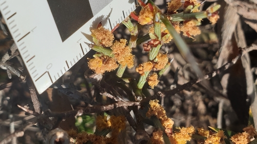 Image of Acacia spinescens by (c) Rosalie Lawrence, some rights reserved (CC BY)