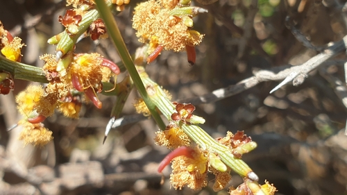 Image of Acacia spinescens by (c) Rosalie Lawrence, some rights reserved (CC BY)