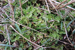 Limnanthes macounii