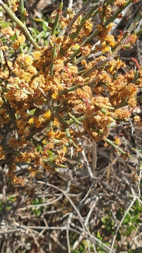Image of Acacia spinescens by (c) Rosalie Lawrence, some rights reserved (CC BY)