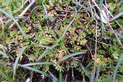 Limnanthes macounii