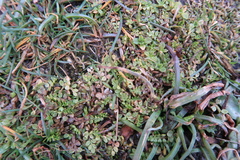 Limnanthes macounii