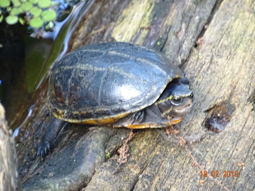 Striped Mud Turtle