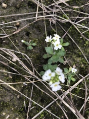 Tomostima cuneifolia
