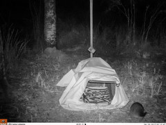 Pseudocheirus peregrinus