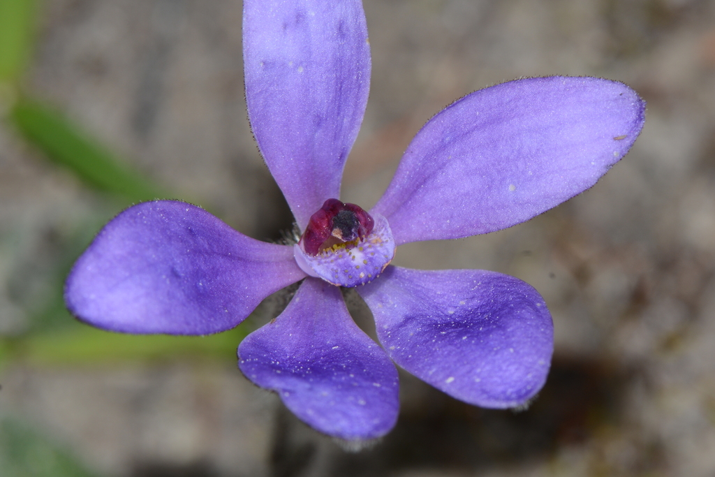 Cyanicula nikulinskyae