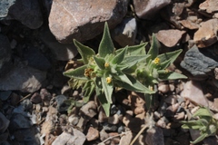 Mohavea breviflora