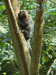 Callithrix jacchus × penicillata