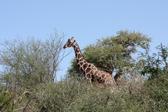 Giraffa camelopardalis reticulata