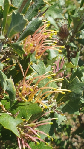 Image of Grevillea ilicifolia by (c) Rosalie Lawrence, some rights reserved (CC BY)