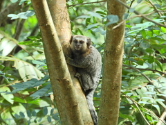 Callithrix jacchus × penicillata