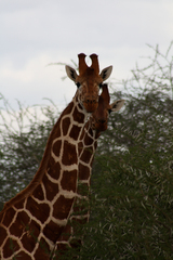 Giraffa camelopardalis reticulata