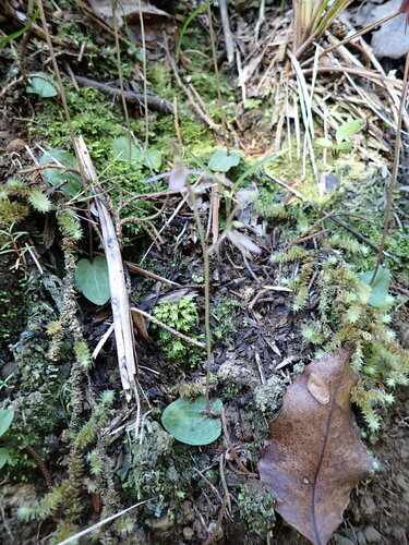 Image of Cyrtostylis rotundifolia by (c) Leon Perrie, some rights reserved (CC BY)