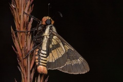Sarbia xanthippe