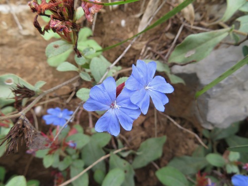 Ceratostigma plumbaginoides