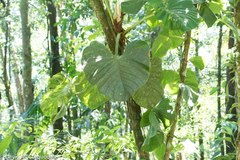 Philodendron fragrantissimum