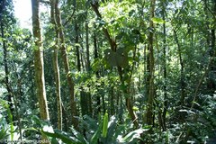 Philodendron fragrantissimum