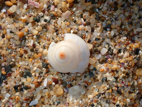 Adelphotectonica reevei observed 2023-09-02