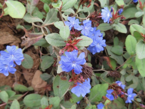 Ceratostigma plumbaginoides