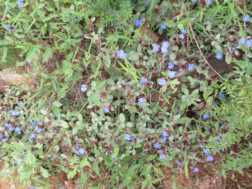 Ceratostigma plumbaginoides
