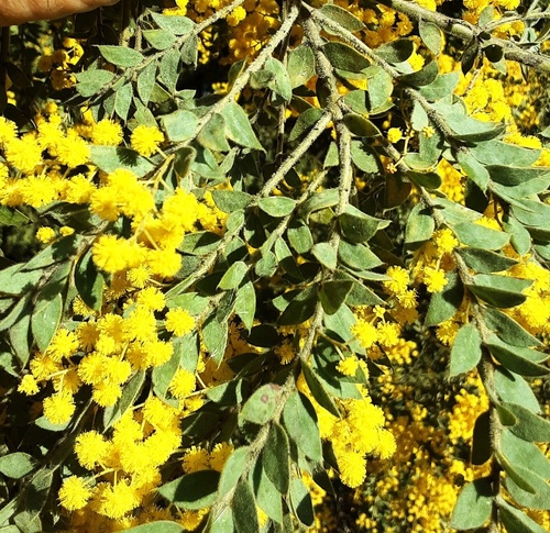 Acacia vestita Ker Gawl.