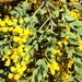 Hairy Wattle - Photo (c) Chris Jonkers, some rights reserved (CC BY-NC), uploaded by Chris Jonkers