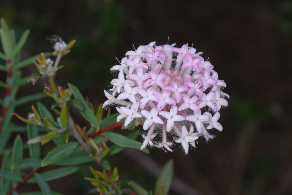 Pimelea hispida