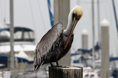 Pelecanus occidentalis