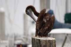Pelecanus occidentalis