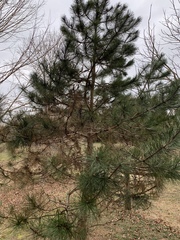 Pinus thunbergii