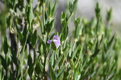 Justiciinae